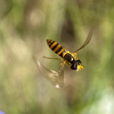 Sphaerophoria sp. (genus) (A hoverfly) at Holder, ACT - 11 Dec 2021 by AJB