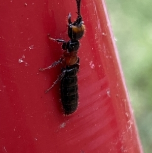 Tiphiidae (family) at Karabar, NSW - 11 Dec 2021