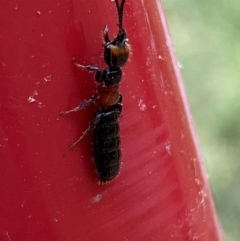 Tiphiidae (family) at Karabar, NSW - 11 Dec 2021