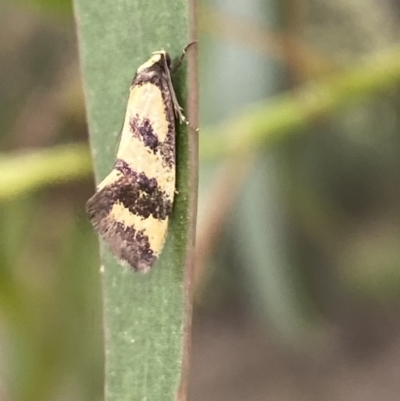 Olbonoma triptycha (Chezela Group) at Karabar, NSW - 11 Dec 2021 by Steve_Bok