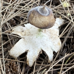 Geastrum tenuipes at Karabar, NSW - 11 Dec 2021 04:31 PM