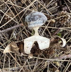 Geastrum tenuipes at Karabar, NSW - 11 Dec 2021 04:31 PM