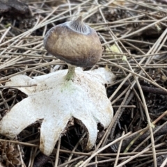 Geastrum tenuipes at Karabar, NSW - 11 Dec 2021 04:31 PM