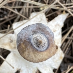 Geastrum tenuipes at Karabar, NSW - 11 Dec 2021 04:31 PM