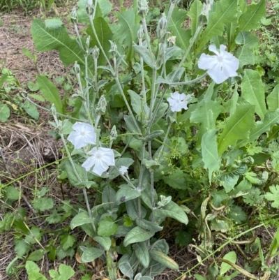 Silene coronaria (Rose Champion) at Karabar, NSW - 11 Dec 2021 by Steve_Bok