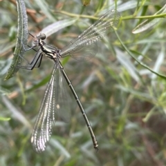 Austroargiolestes icteromelas (Common Flatwing) at Karabar, NSW - 11 Dec 2021 by Steve_Bok