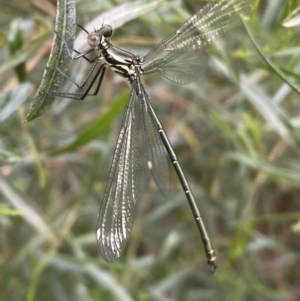 Austroargiolestes icteromelas at Karabar, NSW - 11 Dec 2021 04:46 PM