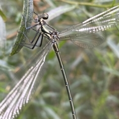 Austroargiolestes icteromelas at Karabar, NSW - 11 Dec 2021 04:46 PM