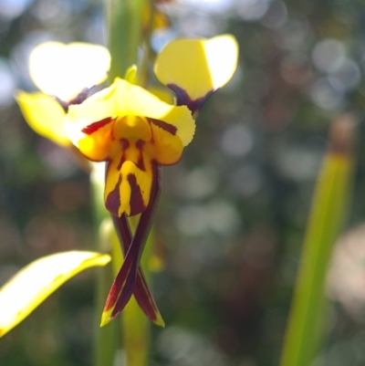 Diuris sulphurea (Tiger Orchid) at Rendezvous Creek, ACT - 4 Dec 2021 by RobynHall