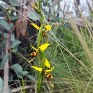 Diuris sulphurea at Tennent, ACT - 11 Dec 2021