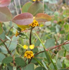 Diuris semilunulata (Late Leopard Orchid) at Tennent, ACT - 11 Dec 2021 by RobynHall