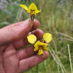 Diuris sp. (hybrid) (Hybrid Donkey Orchid) at Tennent, ACT - 11 Dec 2021 by RobynHall