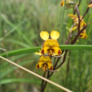 Diuris semilunulata at Tennent, ACT - suppressed