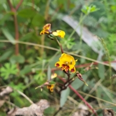 Diuris semilunulata at Tennent, ACT - suppressed