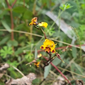 Diuris semilunulata at Tennent, ACT - suppressed