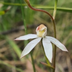 Caladenia moschata (Musky Caps) at Tennent, ACT - 11 Dec 2021 by RobynHall