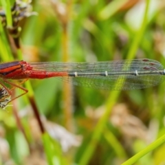 Xanthagrion erythroneurum (Red & Blue Damsel) at Googong, NSW - 11 Dec 2021 by WHall