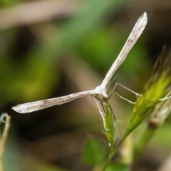 Platyptilia celidotus (Plume Moth) at Googong, NSW - 11 Dec 2021 by WHall