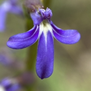 Lobelia gibbosa at Yarralumla, ACT - 11 Dec 2021