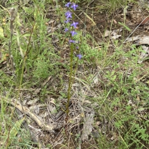 Lobelia gibbosa at Yarralumla, ACT - 11 Dec 2021