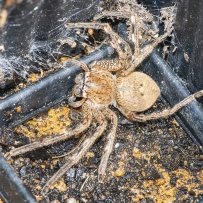 Neosparassus calligaster (Beautiful Badge Huntsman) at Googong, NSW - 7 Dec 2021 by WHall