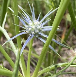 Eryngium ovinum at Deakin, ACT - 11 Dec 2021