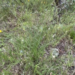 Eryngium ovinum at Deakin, ACT - 11 Dec 2021