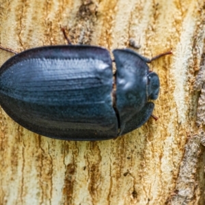 Pterohelaeus piceus at Googong, NSW - 11 Dec 2021