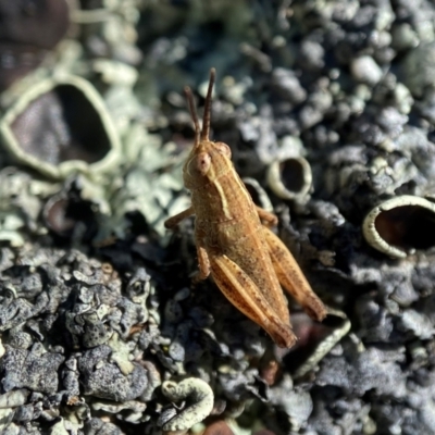 Phaulacridium vittatum (Wingless Grasshopper) at Deakin, ACT - 10 Dec 2021 by AJB