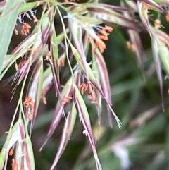 Rytidosperma sp. (Wallaby Grass) at Hughes, ACT - 11 Dec 2021 by KL