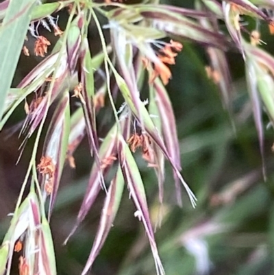 Rytidosperma (genus) (Wallaby Grass) at Hughes, ACT - 11 Dec 2021 by KL