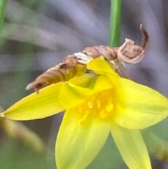 Tricoryne elatior (Yellow Rush Lily) at Hughes, ACT - 11 Dec 2021 by KL