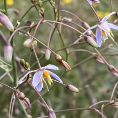 Dianella longifolia var. longifolia (Pale Flax Lily, Blue Flax Lily) at Hughes, ACT - 11 Dec 2021 by KL