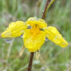 Diuris monticola at Paddys River, ACT - suppressed