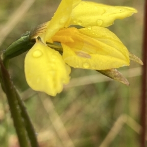 Diuris monticola at Paddys River, ACT - 8 Dec 2021