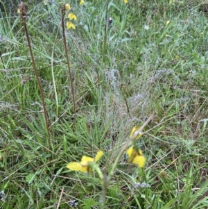 Diuris monticola at Paddys River, ACT - 8 Dec 2021