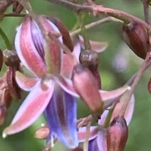 Dianella longifolia var. longifolia at Hughes, ACT - 11 Dec 2021