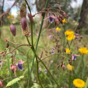 Dianella longifolia var. longifolia at Hughes, ACT - 11 Dec 2021