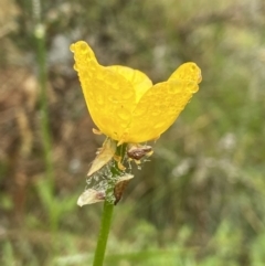 Ranunculus sp. (Buttercup) at Paddys River, ACT - 8 Dec 2021 by AJB