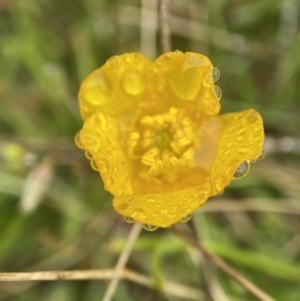 Ranunculus sp. at Paddys River, ACT - 8 Dec 2021