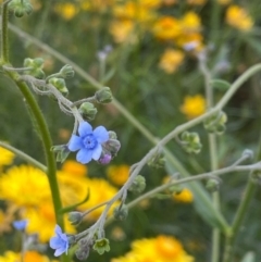 Cynoglossum australe (Australian Forget-me-not) at Hughes, ACT - 11 Dec 2021 by KL