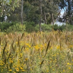 Austrostipa densiflora (Foxtail Speargrass) at Deakin, ACT - 11 Dec 2021 by KL