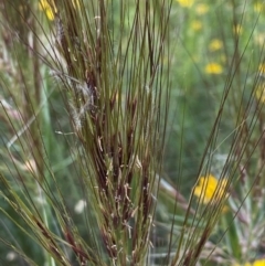 Austrostipa densiflora at Deakin, ACT - 11 Dec 2021