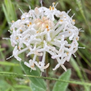 Pimelea linifolia at Paddys River, ACT - suppressed