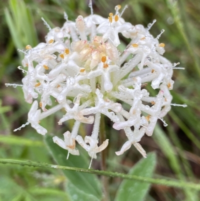 Pimelea linifolia (Slender Rice Flower) at Paddys River, ACT - 8 Dec 2021 by AJB