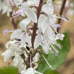 Veronica derwentiana subsp. derwentiana (Derwent Speedwell) at Paddys River, ACT - 7 Dec 2021 by AJB