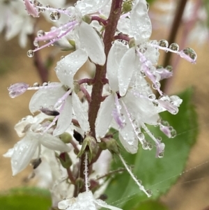 Veronica derwentiana subsp. derwentiana at Paddys River, ACT - suppressed