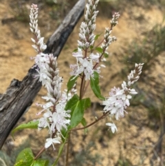 Veronica derwentiana subsp. derwentiana at Paddys River, ACT - suppressed