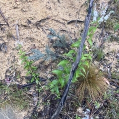 Veronica derwentiana subsp. derwentiana at Paddys River, ACT - 8 Dec 2021