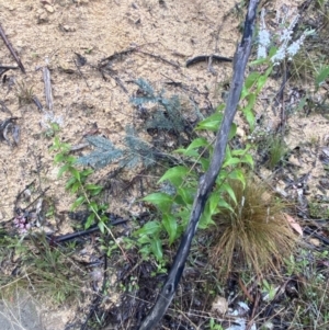 Veronica derwentiana subsp. derwentiana at Paddys River, ACT - suppressed